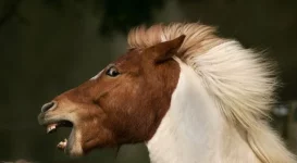 horse.webp